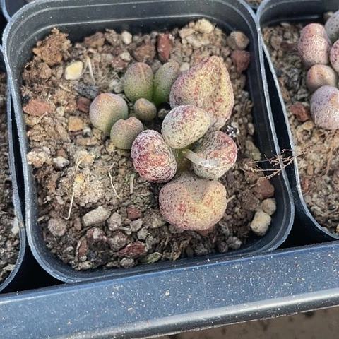 马力安水泡2.8带盆土