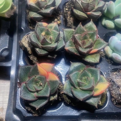 麒麟座锦9.9带土发