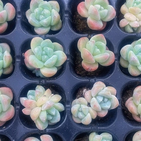 15颗一组小奶油果冻冰玉15颗