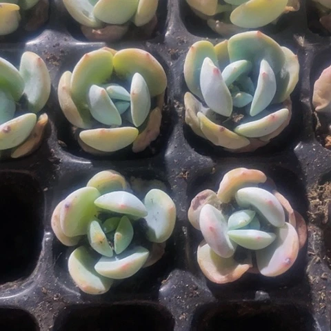 3颗一组小凤城带土