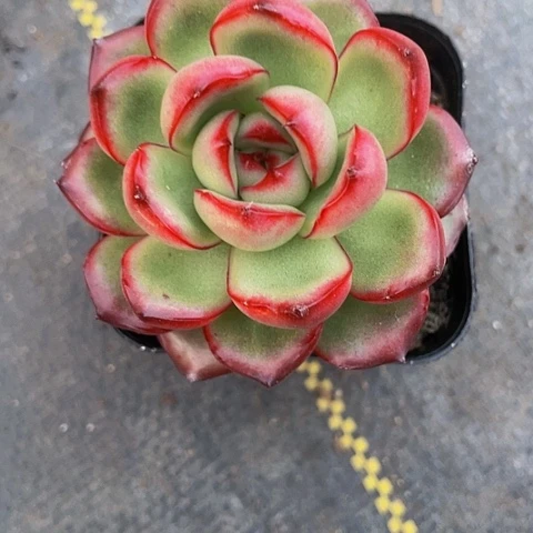 万宝龙2.8带盆土发
