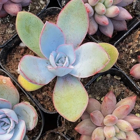 广寒宫3.8带盆土