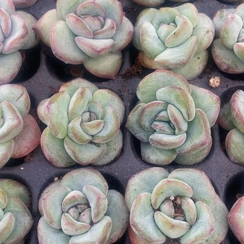 2颗一组小泡芙带土