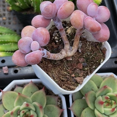 三头老桩腰子蛋带盆