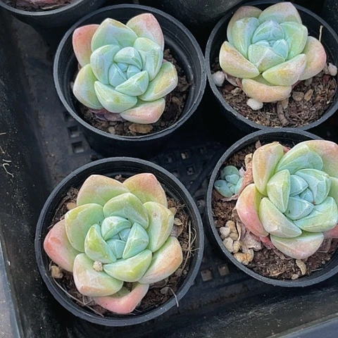 圆盆暗纹冰玉1.99带盆土
