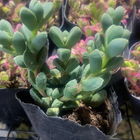 鹿角海棠1.8带盆土