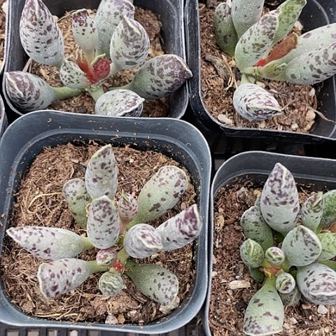 海豹3.8带盆土发