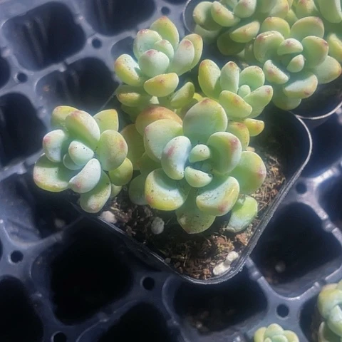 劳尔2.8带盆土发