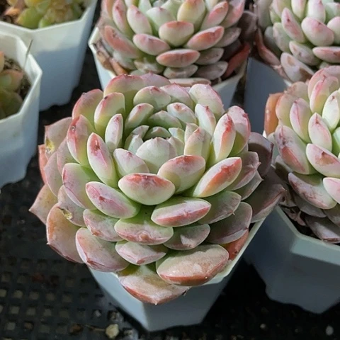 大恩宠2.8带盆土发