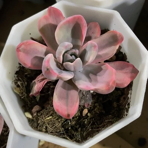 彩虹糖锦3.8带盆土