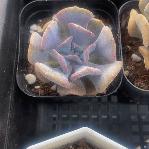 雪精灵2.8带盆土