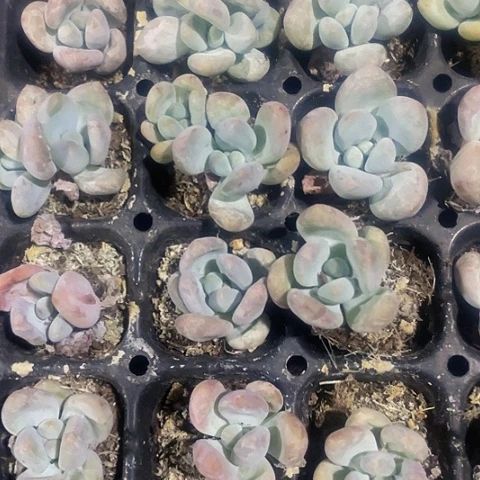 5颗一组处理小香水
