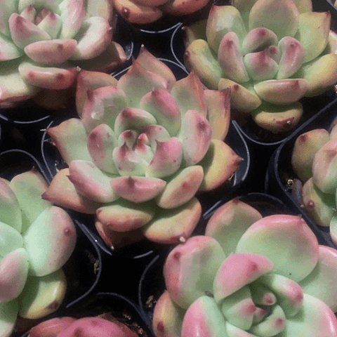 正版红岩蜜语2.8带盆土