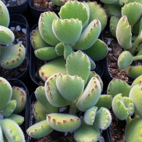 绿熊2.8带盆土发