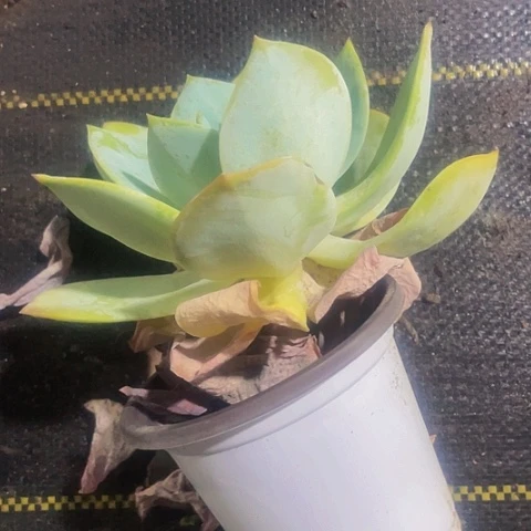 大白凤3.8带盆土