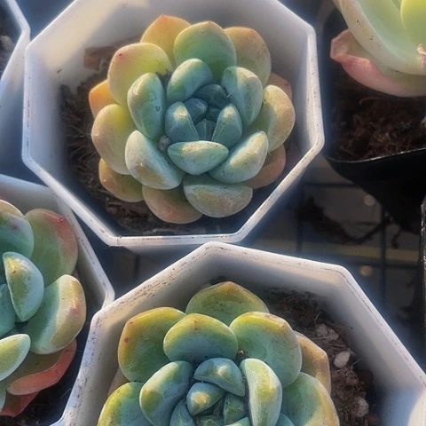 后梦2.8带盆土发