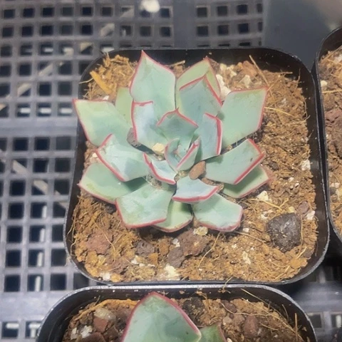简斯诺娃2.8带盆土
