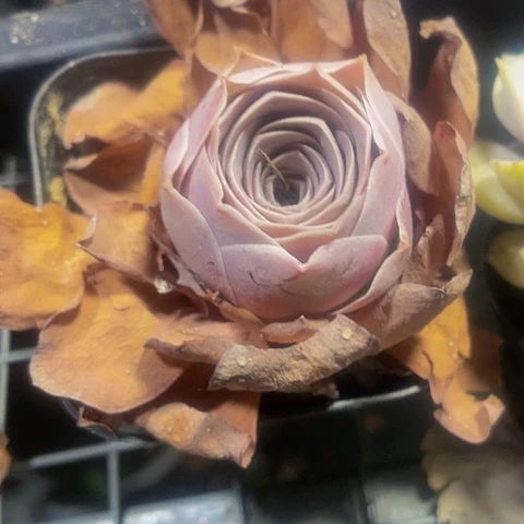 大帕玫瑰5.8带盆土