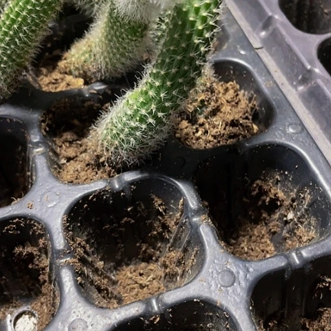 九尾狐1.5一颗带土