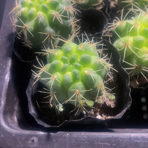 小刺球1.8带盆土