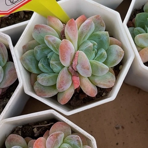 冰糕双头4.8带盆土