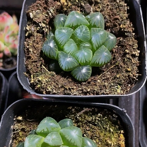 红窗玉露5.8带盆土