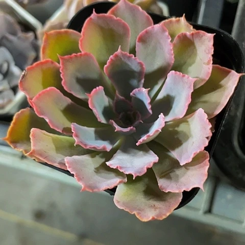 晚霞之雾2.8带盆土