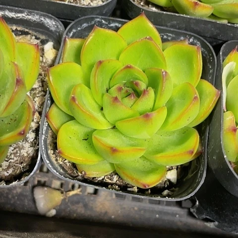 月亮石2.8带盆土