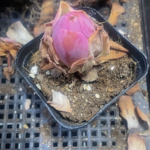 潘多拉玫瑰2.8带盆土