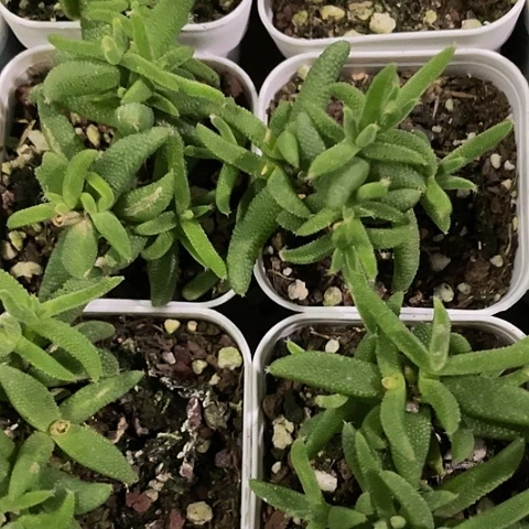 白盆玉米枝干带盆土