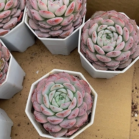 大恩宠2.8带盆土