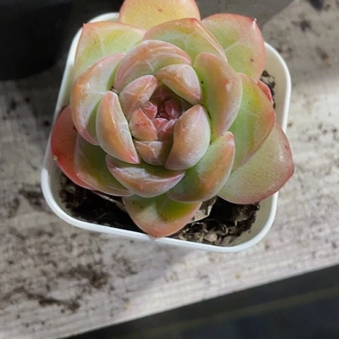 干冰7.8带盆土发