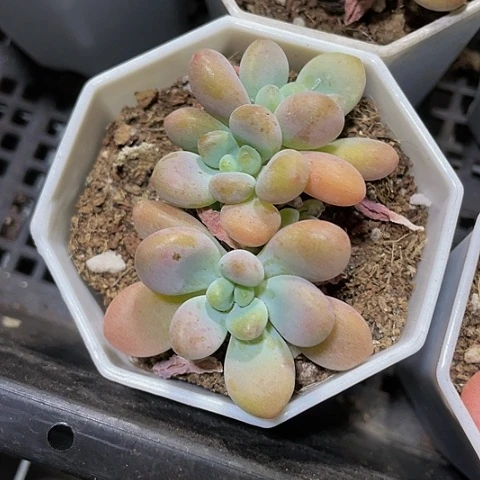 八角盆洛神带盆土发