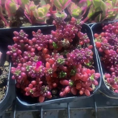 紫米粒2.8带盆土