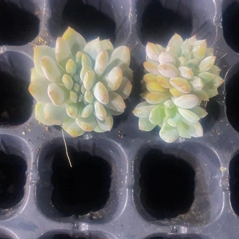 小梦露缀化6.8带土发