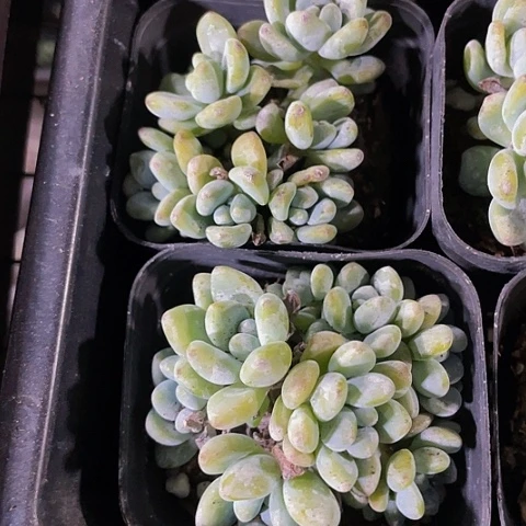 劳尔2.8带盆土发