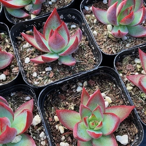 6.5方惊鸿带盆土发