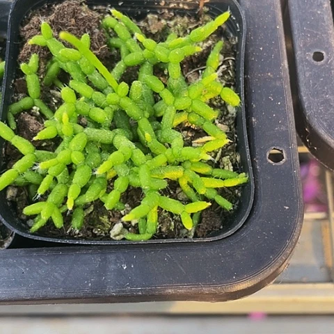 木偶人2.8带盆土