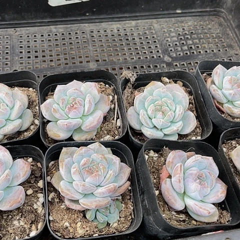 小*依2号筐一组星影10颗带盆