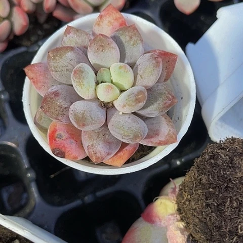 半夏3.8带盆土发