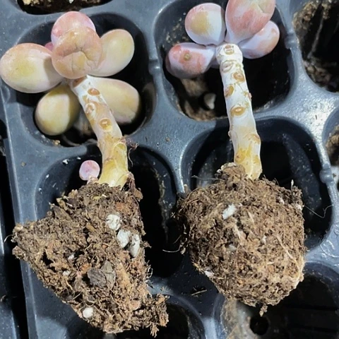 2颗一组带杆子桃蛋