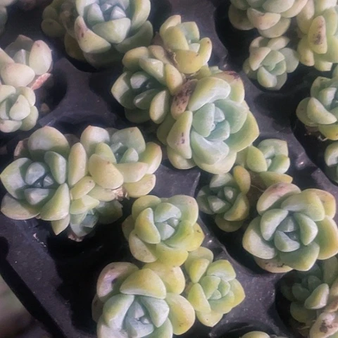 2颗一组三头小冰玉