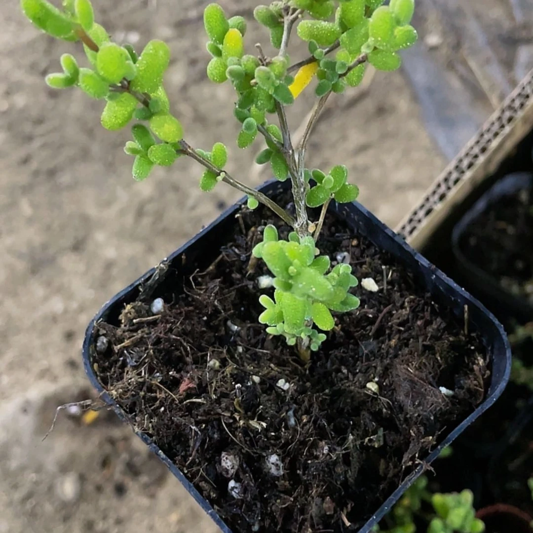 【闪购商品】糖球枝干
