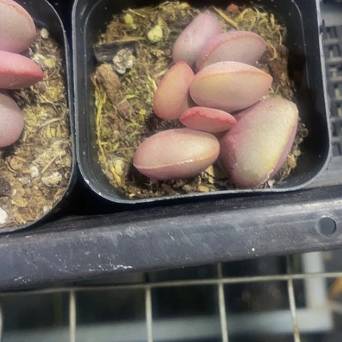 红蛋9.9带盆土发