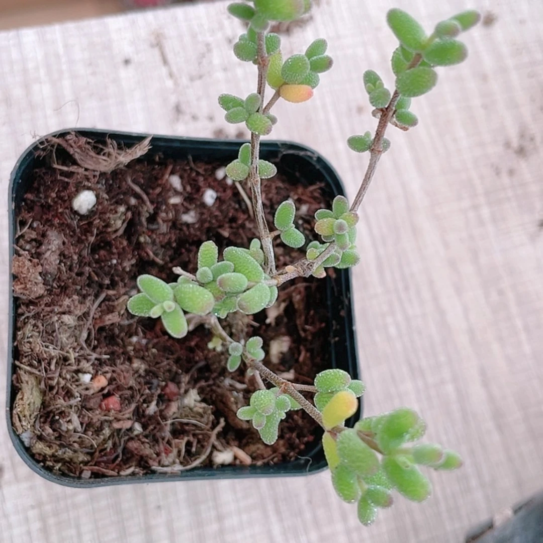 【闪购商品】糖球枝干