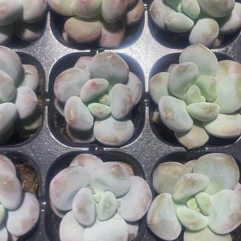 2颗一组小奶豆带土