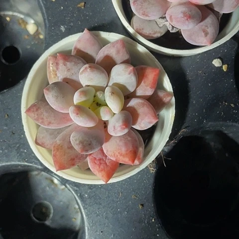 半夏3.8带盆土发