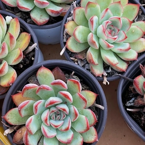 90盆大樱桃2.8带盆