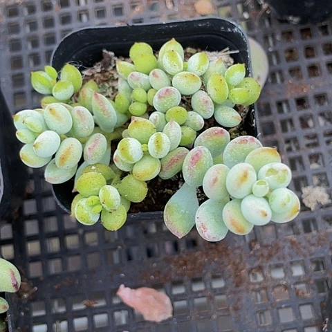 打磨福娘2.8带盆土