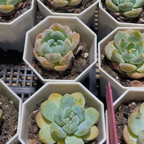 八角盆后梦2.8带盆土